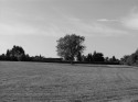 Tree II